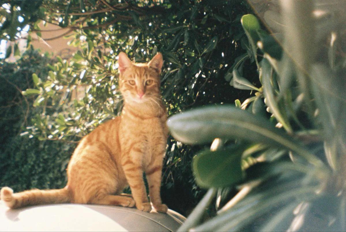 Analog Film example showing a editorial composition